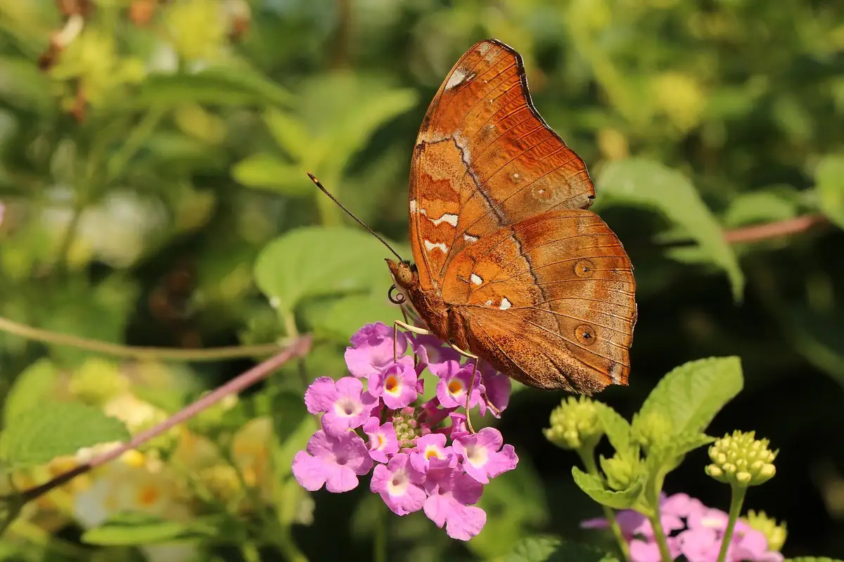 Butterfly Park