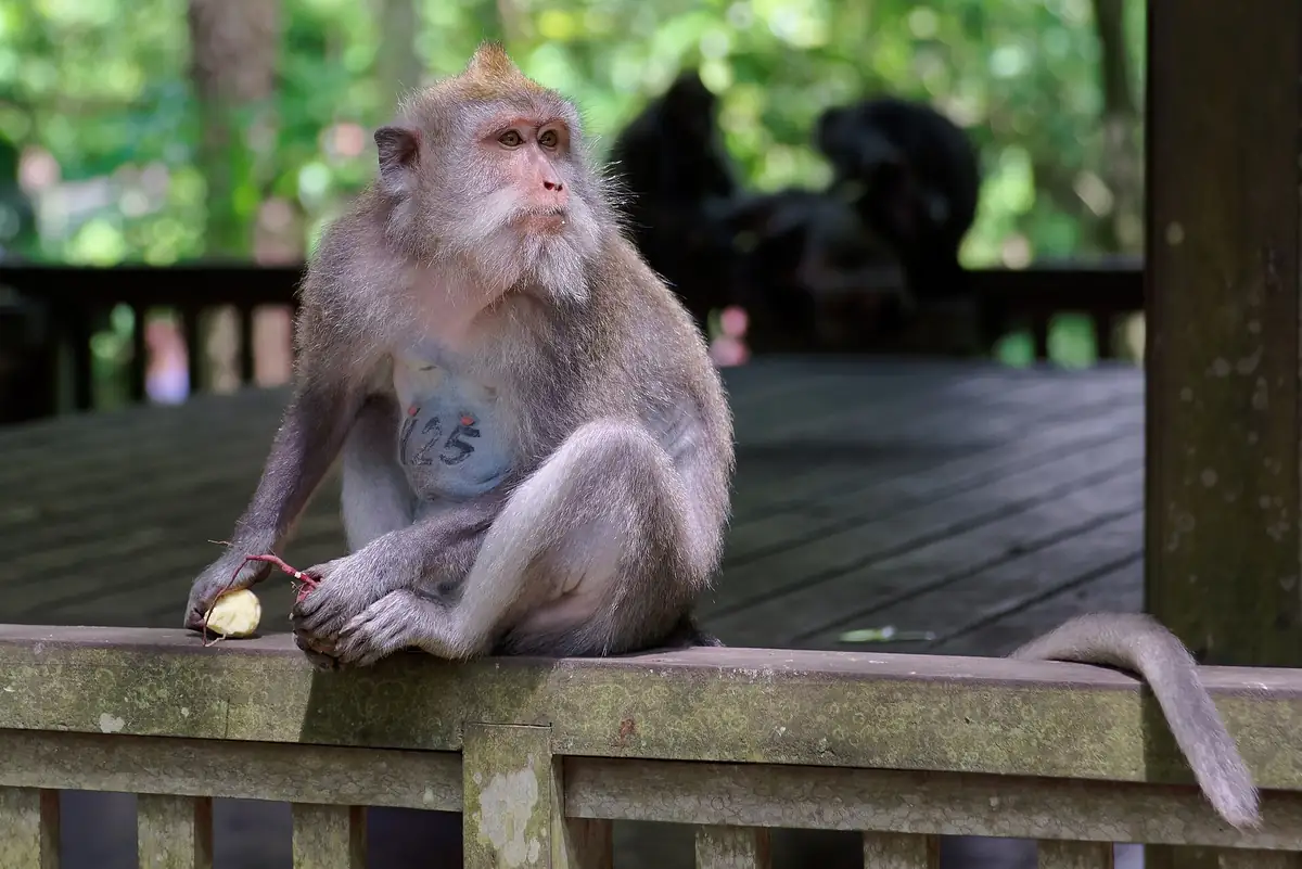 Kemenuh Monkey River