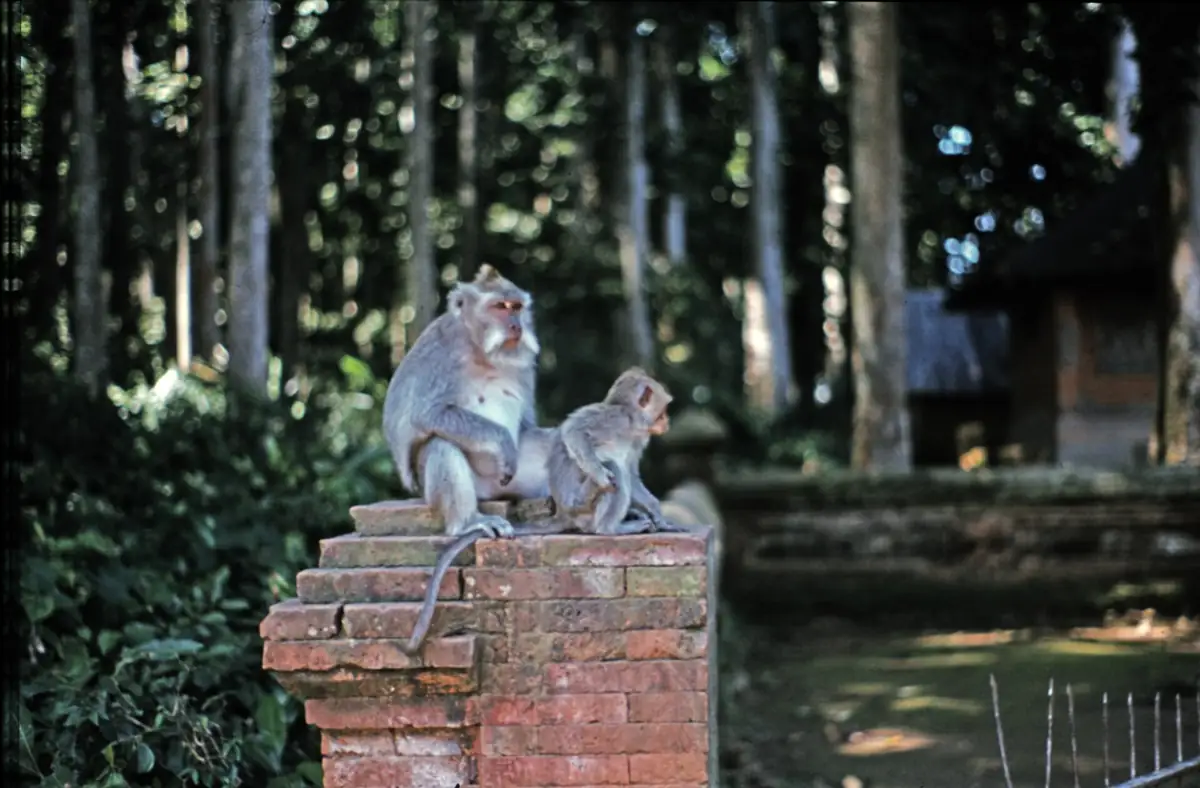 Sangeh Monkey Forest