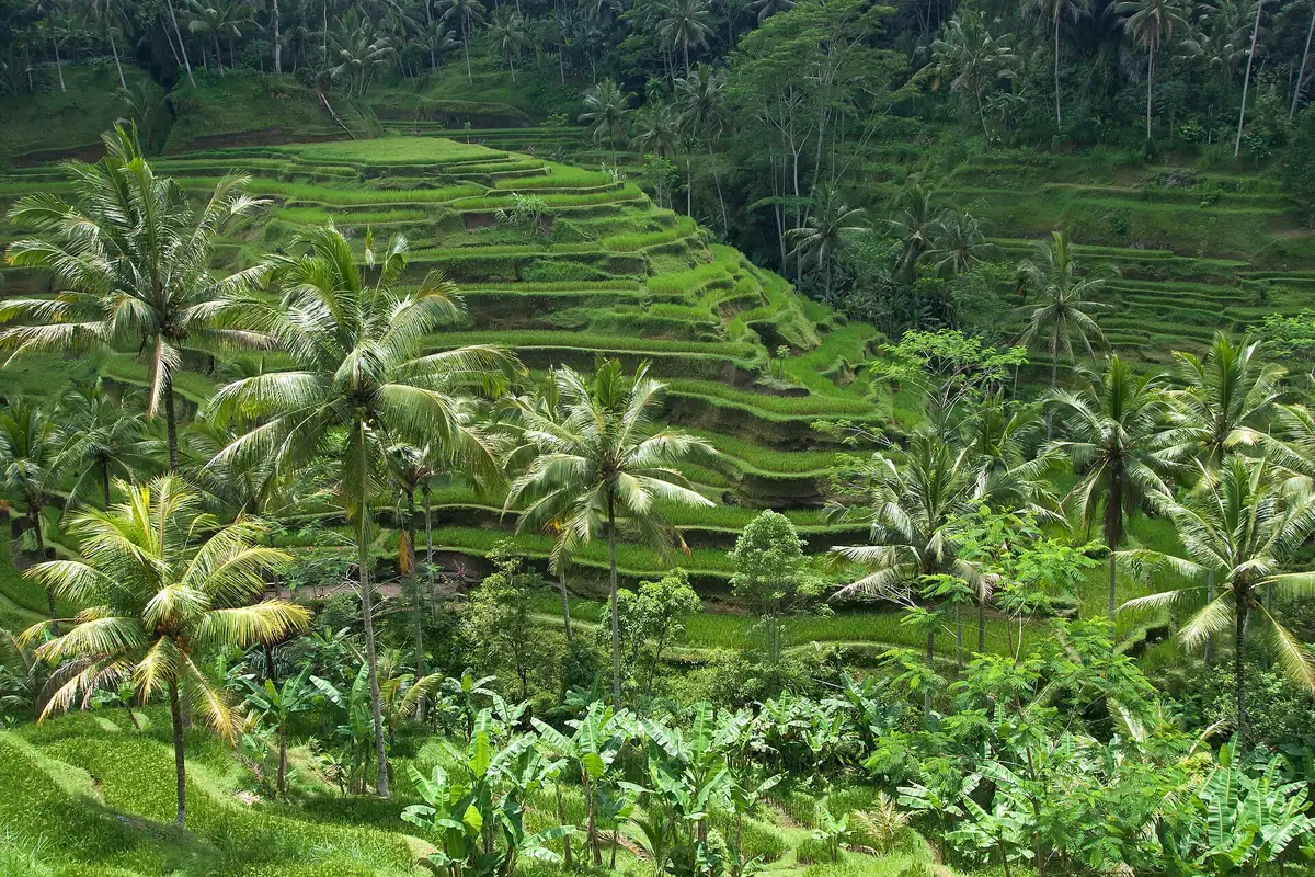 Ubud Sightseeing